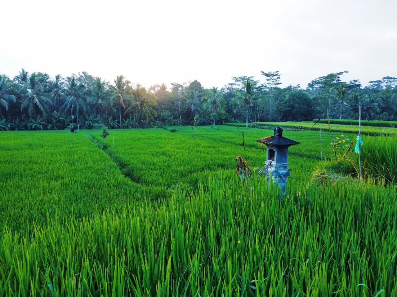 Thani Villa Ubud Eksteriør billede